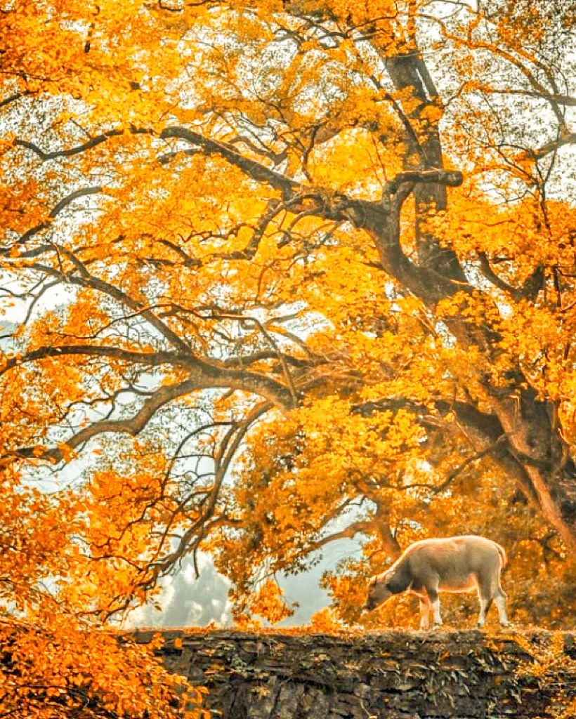 以为宏村秋色够美了，直到我来了这里🤩👍_6_稻草人旅行_江西婺源-来自52tours 我爱旅游网